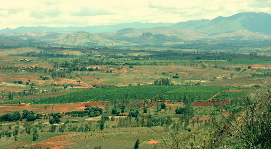 A la découverte des vins de Madagascar ! Madagascar