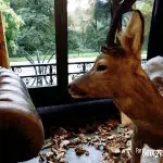 Aberlour Hunting Club