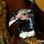 Aberlour Hunting Club