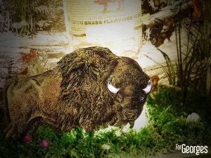 Zubrowka - La légende de Z - Lixir