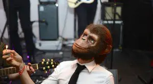 Monkey Crashers TV