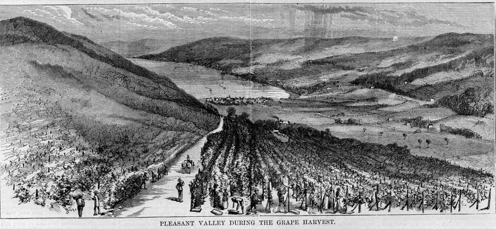 Gravure vignes pérou espanols amérique du sud vins