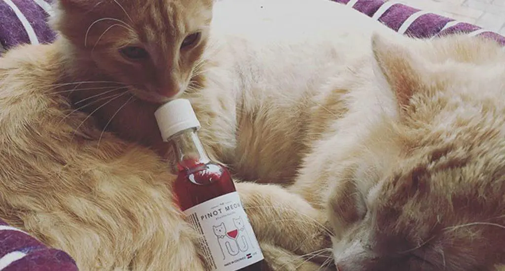 vin pour les chats
