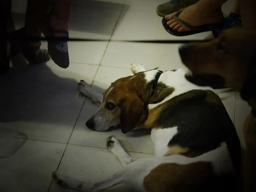 Carakale Micro brasserie Jordanie