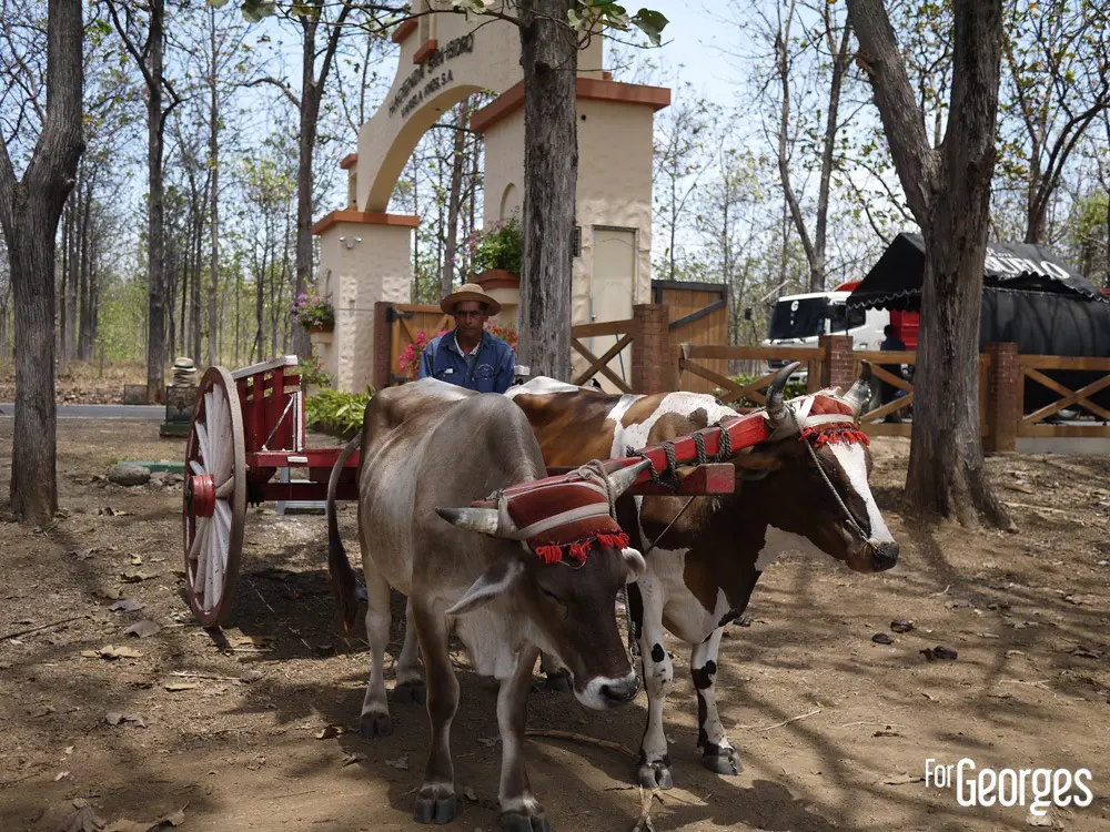 Distillerie Ron Abuelo au Panama