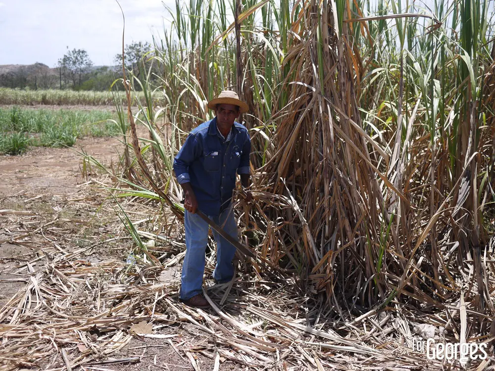 Coupe de la canne à sucre au Panama