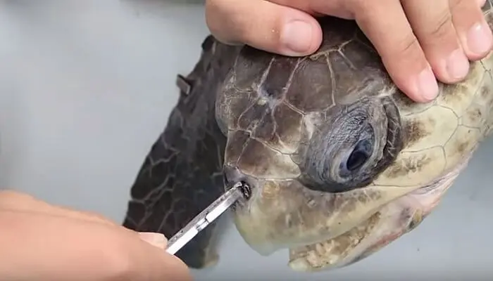 tortue paille nez