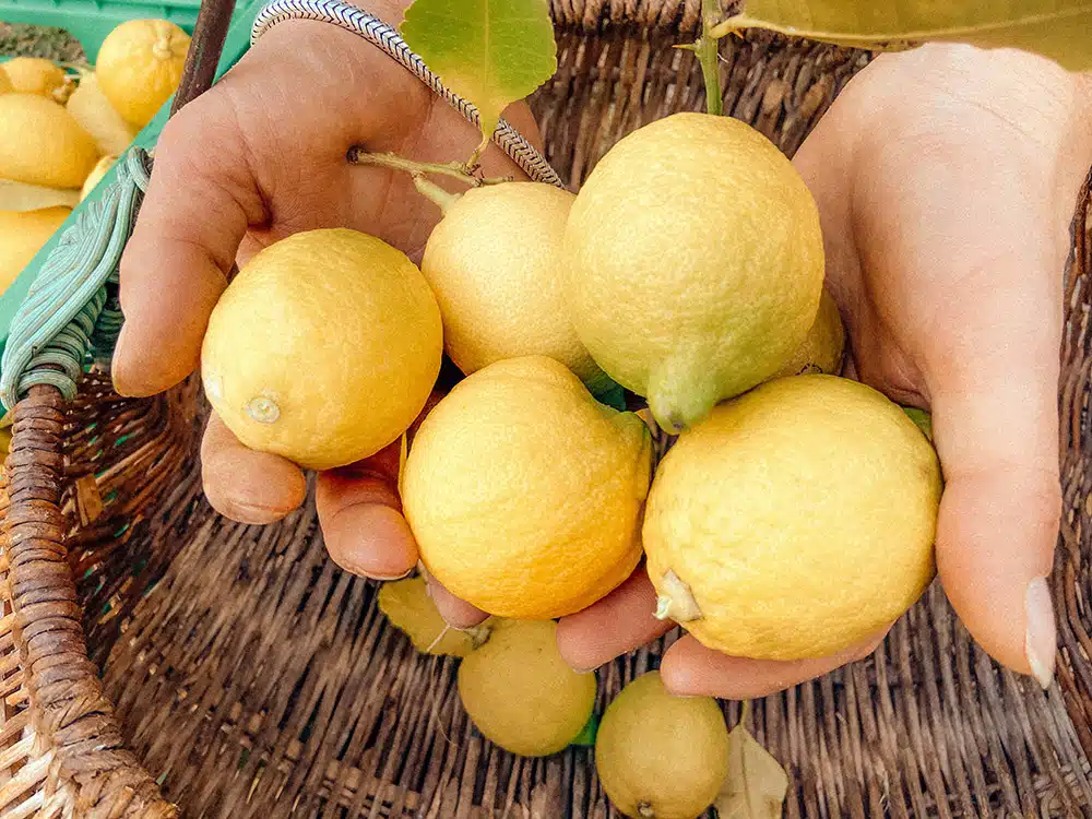MAMMA MIA ! Limoncello cocktail Récolte des citrons
